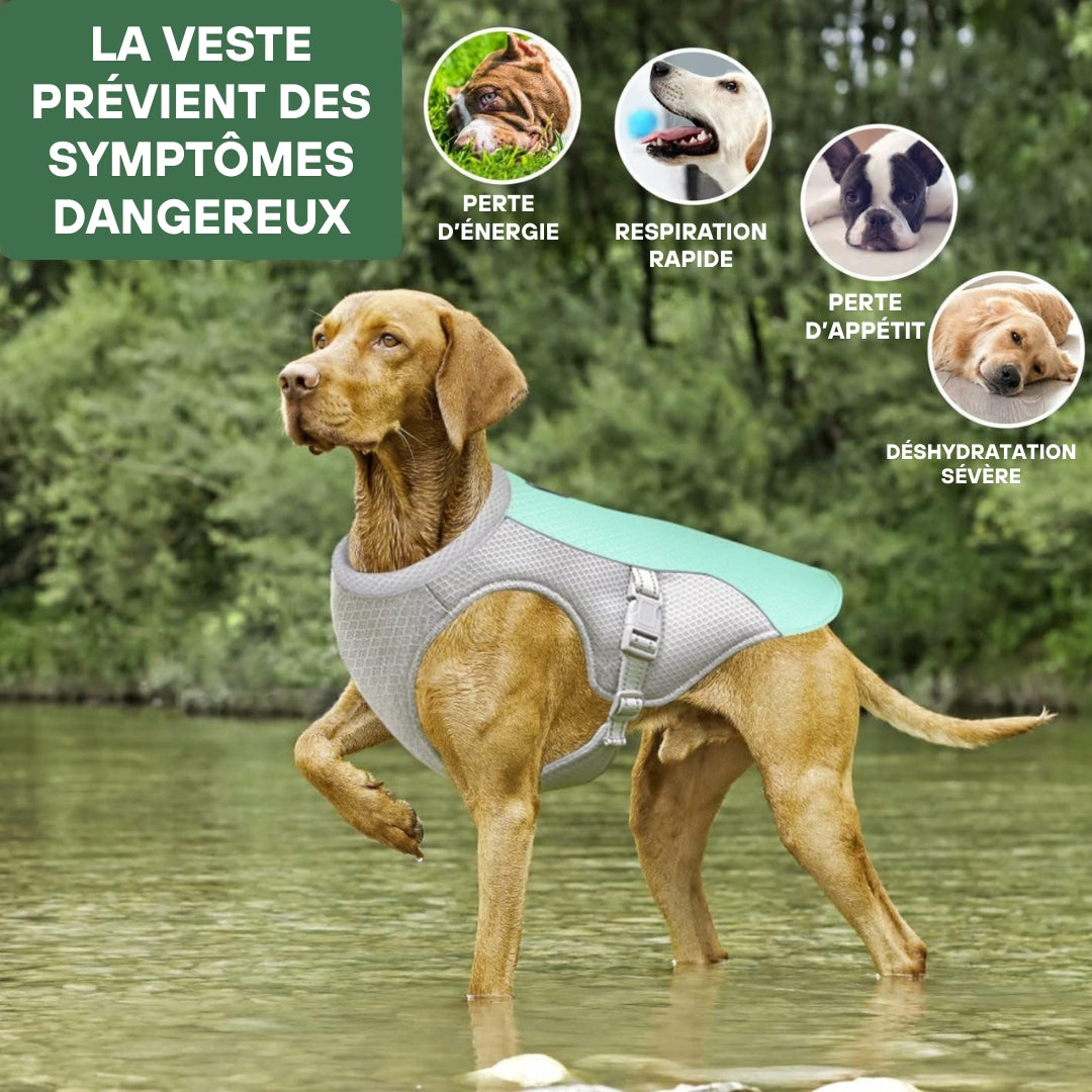 Harnais rafraîchissant pour chien | CoolDog™