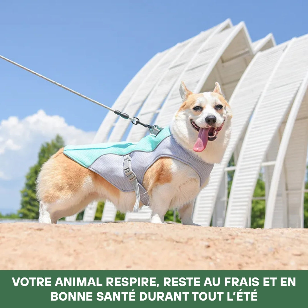 Harnais rafraîchissant pour chien | CoolDog™
