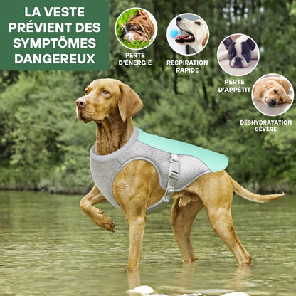 Harnais rafraîchissant pour chien | CoolDog™